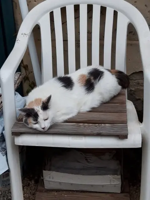 chatte lost   38490 Les Abrets en Dauphiné Martine AUPEIX