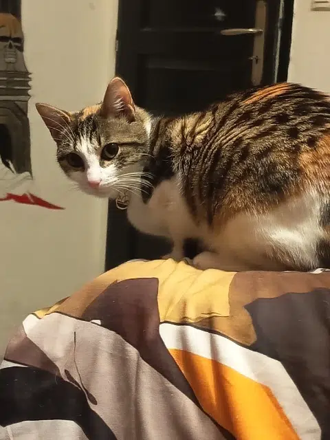 chatte lost   38490 Les Abrets en Dauphiné Naru