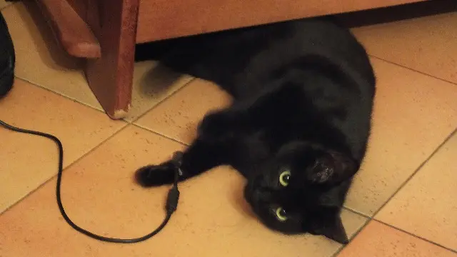 Katze vermisst 38630 Les Avenières Veyrins-Thuellin Léa Katze lost 38630 Les Avenières Veyrins-Thuellin Léa