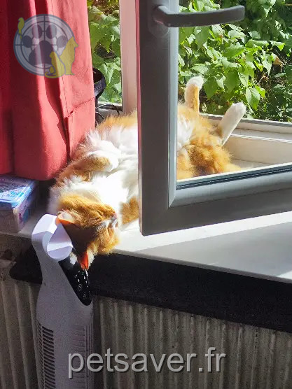 Chatte Perdue 38 Isère - Lili Chatte Perdue 38 Isère - Lili