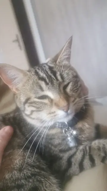 chatte lost   38280 Villette-d'Anthon Lola