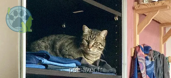 Chatte Perdue 38 Isère - Loukoum Chatte Perdue 38 Isère - Loukoum