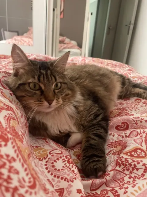 chatte lost   38330 Montbonnot-Saint-Martin Lumiere