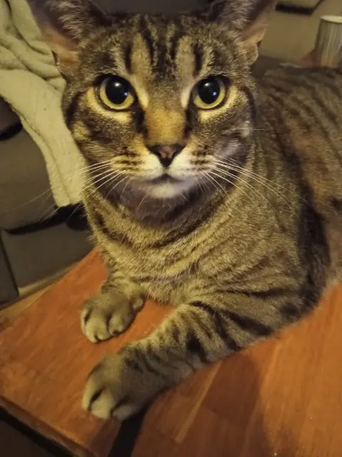 chatte lost   38420 Domène Léo