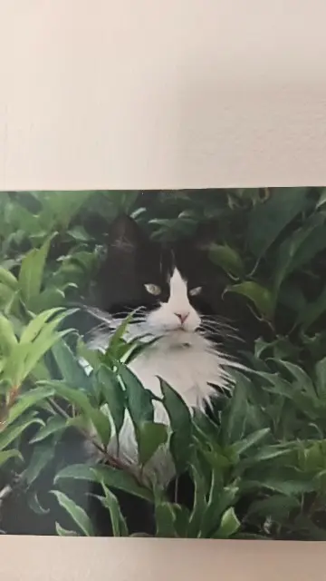 chatte lost   38260 Marcilloles Malya