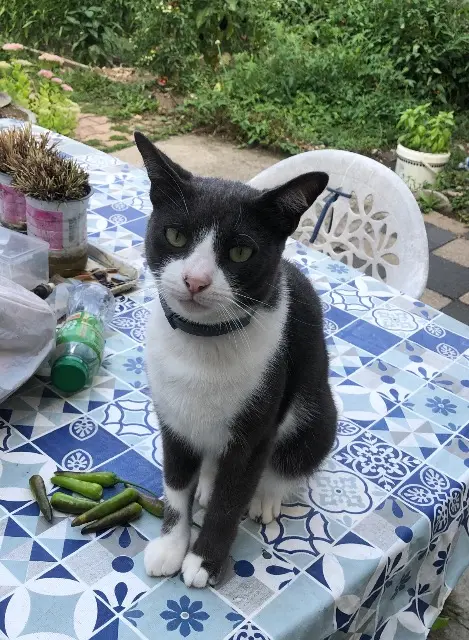 chatte lost   38300 Bourgoin-Jallieu Masal