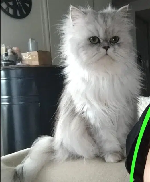 chatte lost   38090 Villefontaine Masha