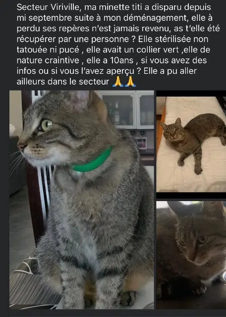 chatte lost   38980 Viriville Matiti