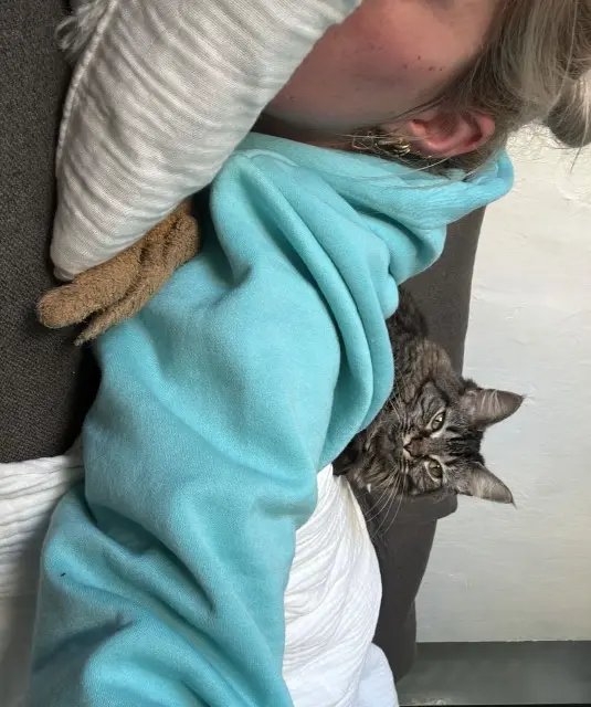 chatte lost   38270 Beaurepaire Maya