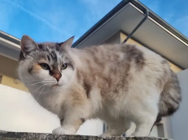 chatte lost   38330 Saint-Ismier Maya