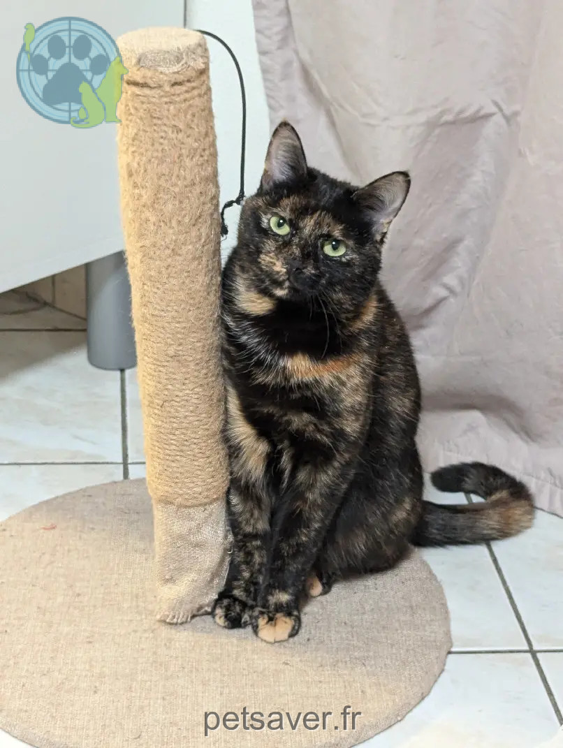 Katze vermisst Rue Hector Berlioz 38090 Vaulx-Milieu Mazikeen Katze lost Rue Hector Berlioz 38090 Vaulx-Milieu Mazikeen