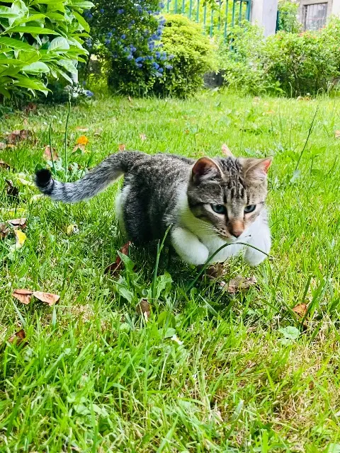 chatte lost   38340 Voreppe Michi