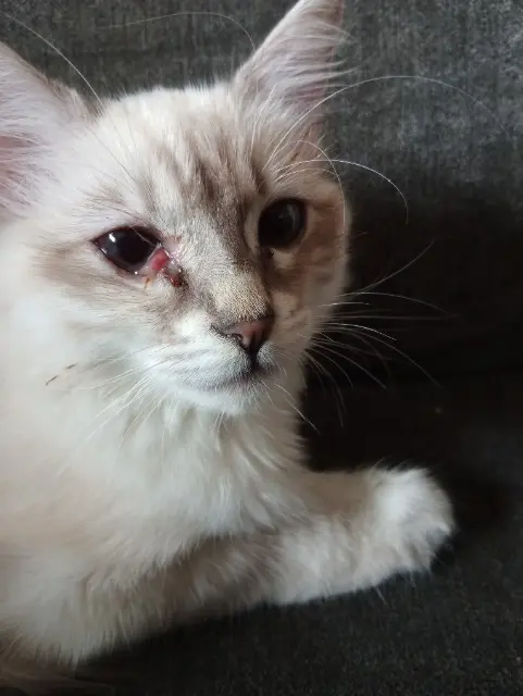 chatte lost   38380 Entre-deux-Guiers Mignonne