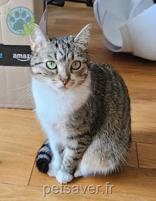 chatte perdue 38400 Saint-Martin-d'Hères Mikado chatte lost 38400 Saint-Martin-d'Hères Mikado