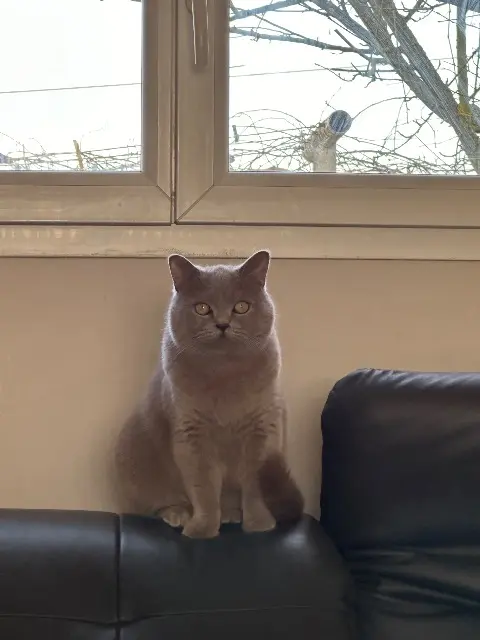 chatte lost   38150 Roussillon Mila