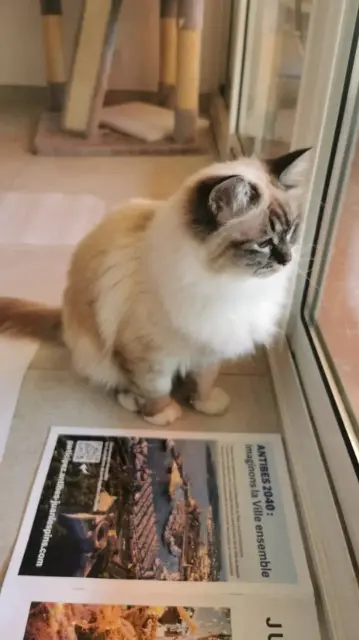 chatte lost   38400 Saint-Martin-d'Hères Mila