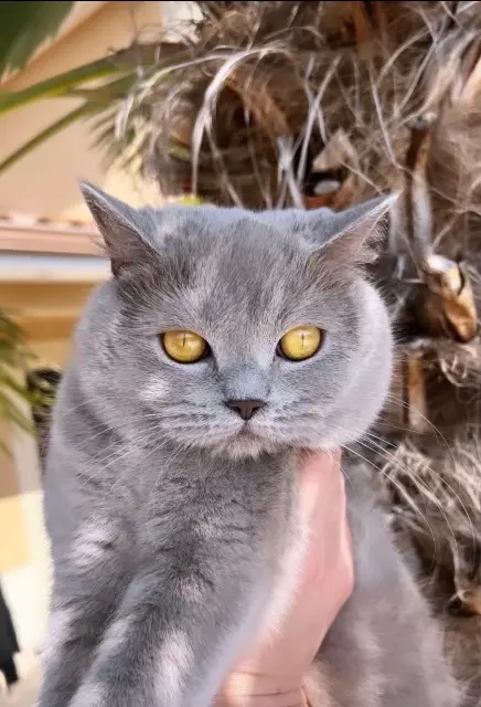 chatte lost   38150 Roussillon Mila