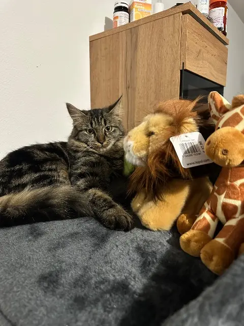 chatte lost   38300 Bourgoin-Jallieu Milka