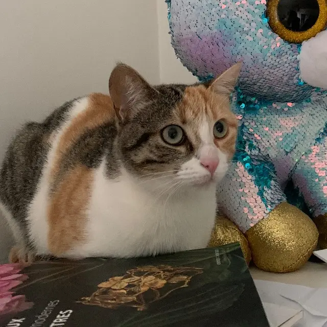 chatte lost   38240 Meylan Mimi