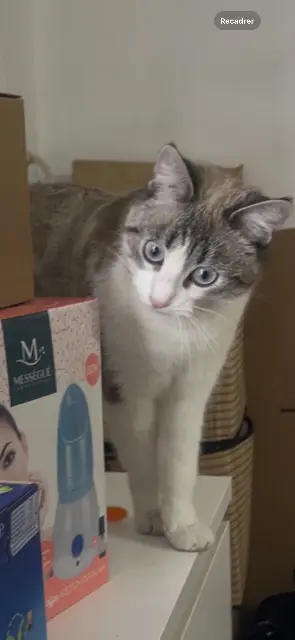 chatte lost   38190 Villard-Bonnot Mimi