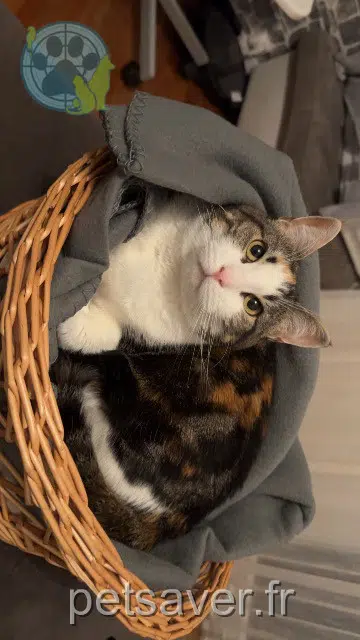 chatte lost   38130 Échirolles Mimi