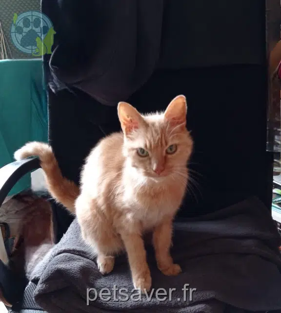 gata perdida 38300 Bourgoin-Jallieu Mimi gata lost 38300 Bourgoin-Jallieu Mimi