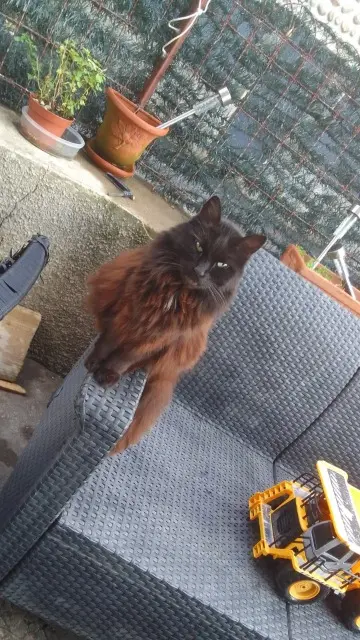 chatte lost   38260 Pommier-de-Beaurepaire Mimine