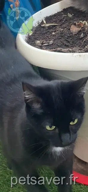 chatte lost   38430 Moirans Mimine