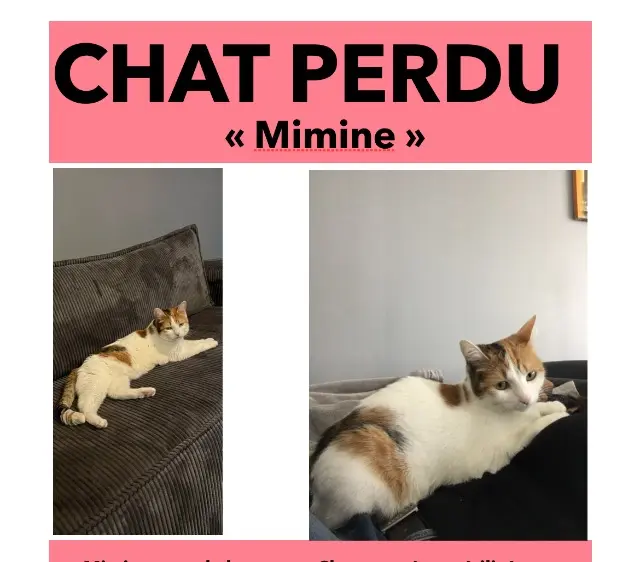 chatte perdue 38490 Aoste Mimine chatte lost 38490 Aoste Mimine
