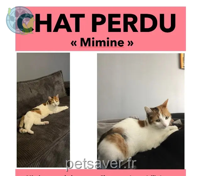 chatte perdue 38490 Aoste Mimine chatte lost 38490 Aoste Mimine