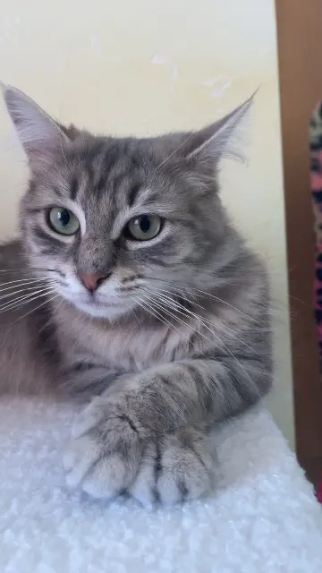 chatte lost   38150 Assieu Mimine