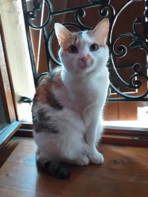 chatte lost   38550 Le Péage-de-Roussillon Minette