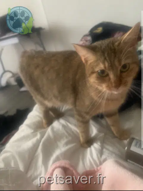 chatte lost   38460 Crémieu Minette