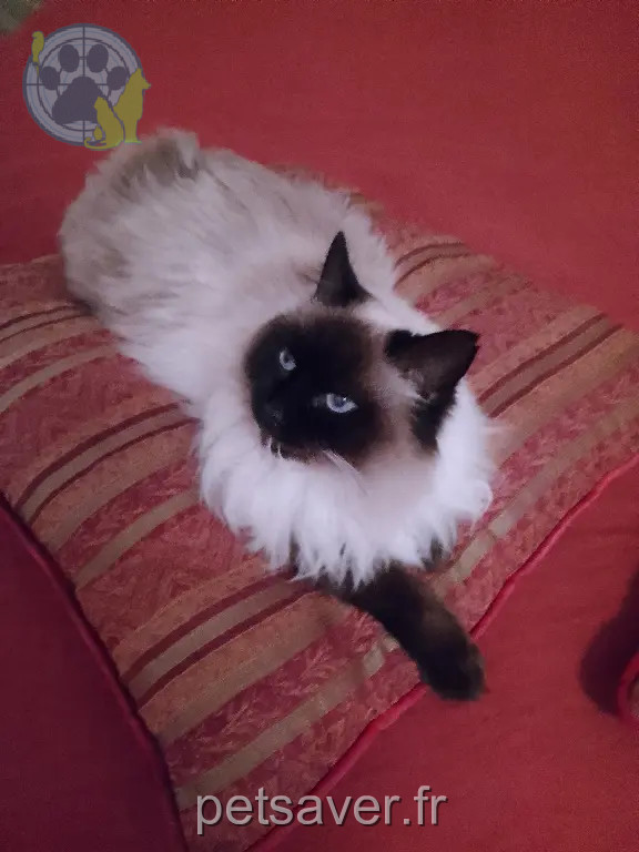Chatte Perdue 38 Isère - Minette Chatte Perdue 38 Isère - Minette
