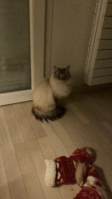 chatte lost   38610 Gières Minou