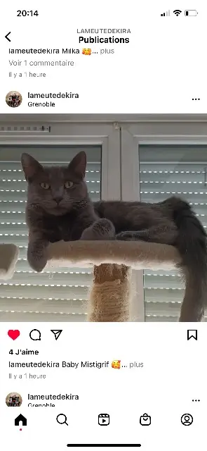 chatte lost   38130 Échirolles Mistigrif