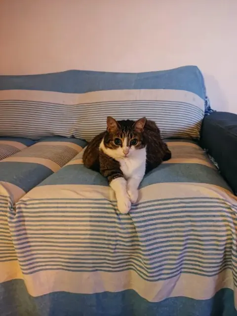 chatte lost   38240 Meylan Moon