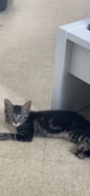 chatte lost   38300 Domarin Moon