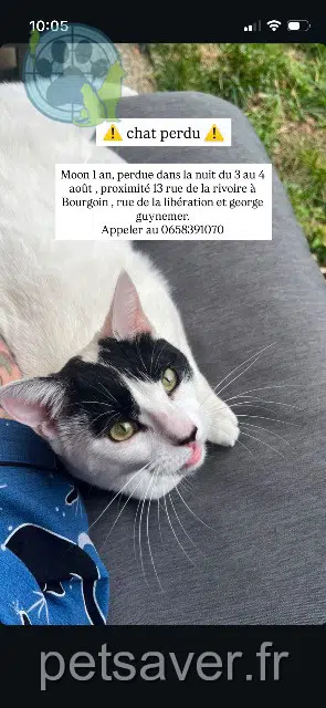 gata perdida 38300 Bourgoin-Jallieu Moon gata lost 38300 Bourgoin-Jallieu Moon