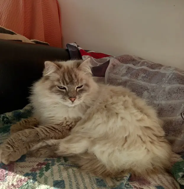 chatte lost   38260 La Côte-Saint-André Mounette