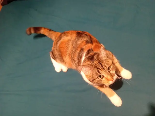 chatte lost   38300 Bourgoin-Jallieu Métisse