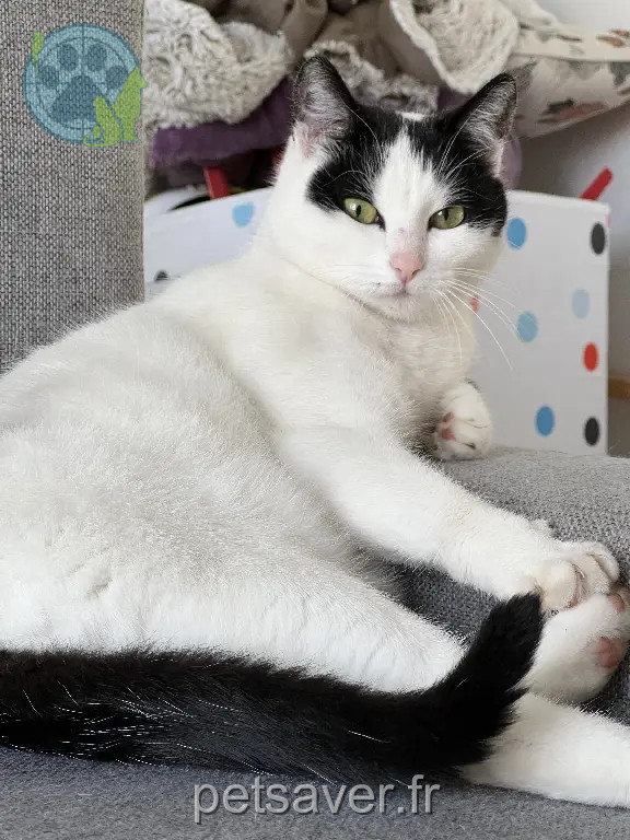 Chatte Perdue 38 Isère - Mía Chatte Perdue 38 Isère - Mía