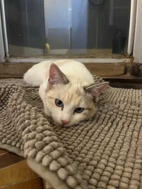 chatte lost   38500 Voiron Nala