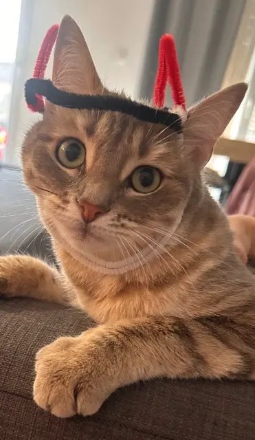 chatte lost   38410 Vaulnaveys-le-Bas Nala