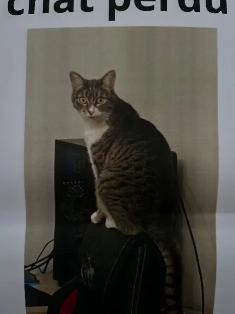 chatte lost   38600 Fontaine Nala