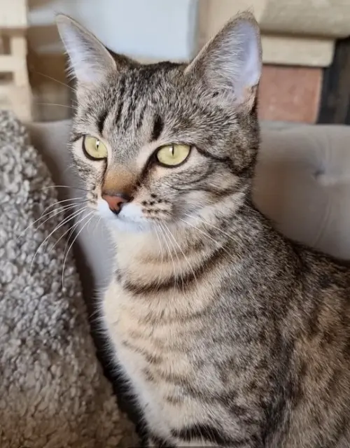 chatte lost   38090 Bonnefamille NALA