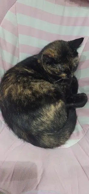 chatte lost   38540 Valencin Nala