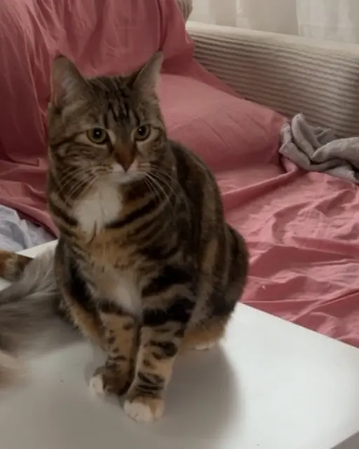 chatte lost   38120 Saint-Égrève Nala