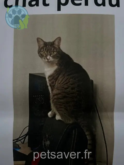 chatte perdue 38600 Fontaine Nalah chatte lost 38600 Fontaine Nalah