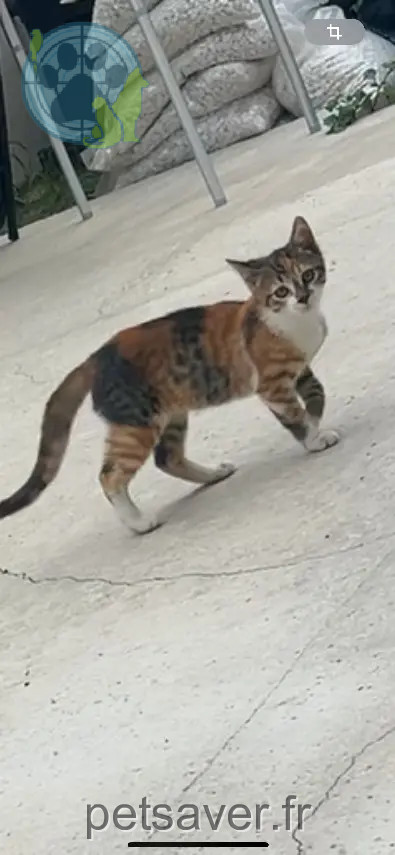Chatte Perdue 38 Isère - Nalia Chatte Perdue 38 Isère - Nalia